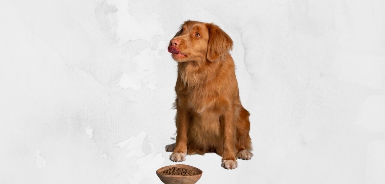en iyi köpek maması yorumları