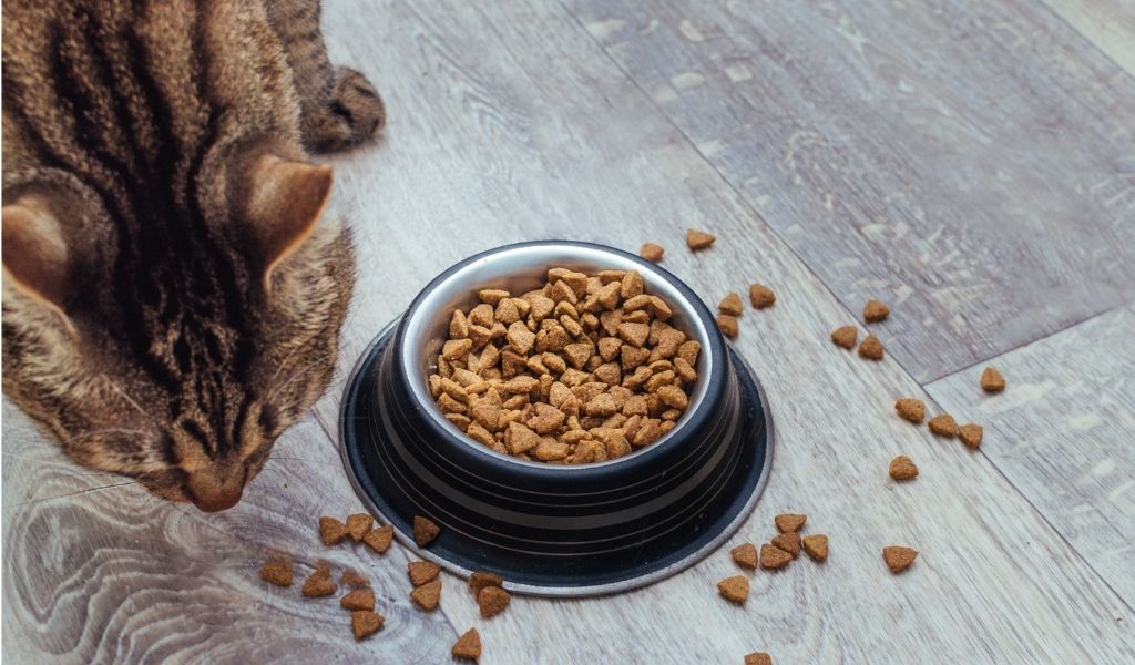 kedi maması fiyatları