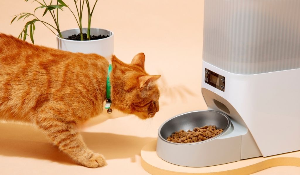 kedi maması çeşitleri