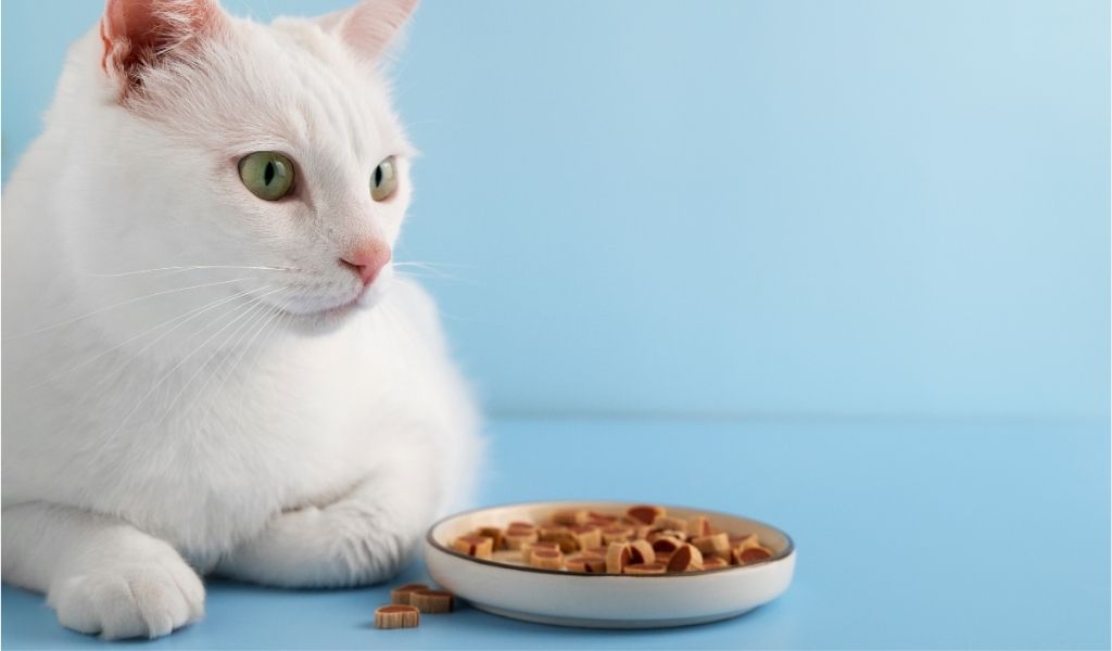 yetişkin kedi maması