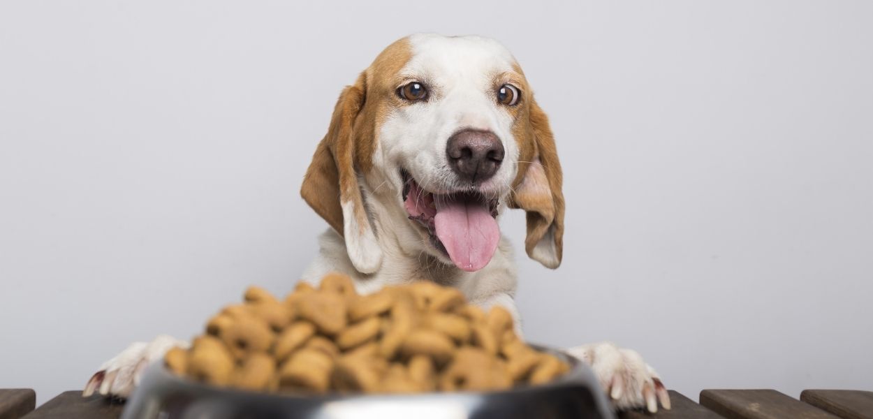 kuru köpek maması